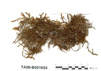 藏品(漆光鐮刀苔)的圖片